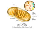 mtDNA: A Closer Look at DNA Research #2