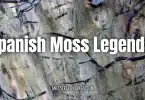 Spanish Moss: Tangled in History, Legend, and Everyday Life