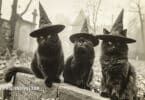 Were the Salem Witch Trials Hard on Animals? A Lesser-Known Tale of Fear and Superstition